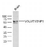 VGLUT1/VGLUT2 Antibody in Western Blot (WB)