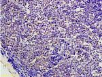 AMPK beta 1 + 2 Antibody in Immunohistochemistry (Paraffin) (IHC (P))