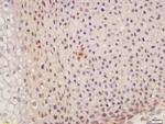 SUFU/Suppressor of Fused Antibody in Immunohistochemistry (Paraffin) (IHC (P))