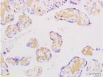 FLIP Antibody in Immunohistochemistry (Paraffin) (IHC (P))