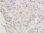 FLIP Antibody in Immunohistochemistry (Paraffin) (IHC (P))