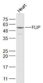 FLIP Antibody in Western Blot (WB)