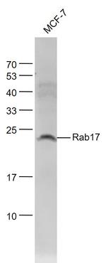 Rab17 Antibody in Western Blot (WB)