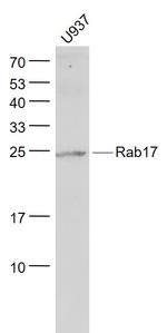 Rab17 Antibody in Western Blot (WB)