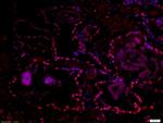 DMO/Dmrt1a Antibody in Immunohistochemistry (Paraffin) (IHC (P))