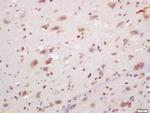 PCP4/PEP-19 Antibody in Immunohistochemistry (Paraffin) (IHC (P))