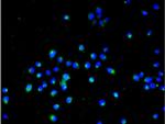 PTP zeta Antibody in Immunocytochemistry (ICC/IF)