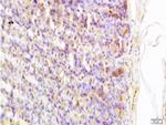 Somatostatin Antibody in Immunohistochemistry (Paraffin) (IHC (P))