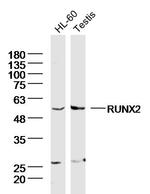 RUNX1/RUNX2 Antibody in Western Blot (WB)