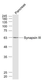 Synapsin 3 Antibody in Western Blot (WB)