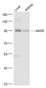 AASS/LKRSDH Antibody in Western Blot (WB)