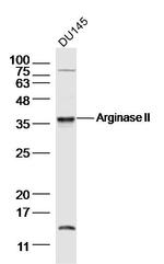 Arginase 2 Antibody in Western Blot (WB)