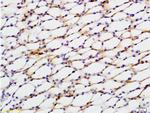 STAT2 Antibody in Immunohistochemistry (Paraffin) (IHC (P))