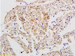 STAT2 Antibody in Immunohistochemistry (Paraffin) (IHC (P))