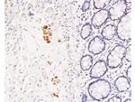 TFPI-2 Antibody in Immunohistochemistry (Paraffin) (IHC (P))