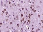 Dscam Antibody in Immunohistochemistry (Paraffin) (IHC (P))