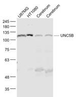 UNC5B/UNC5H2 Antibody in Western Blot (WB)