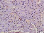 EDA Antibody in Immunohistochemistry (Paraffin) (IHC (P))