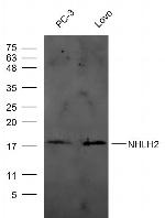 NHLH2 Antibody in Western Blot (WB)