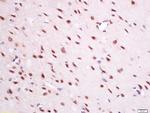 QRFP Antibody in Immunohistochemistry (Paraffin) (IHC (P))