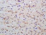 Phospho-Dab1 (Tyr198) Antibody in Immunohistochemistry (Paraffin) (IHC (P))