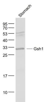 Gsh1 Antibody in Western Blot (WB)