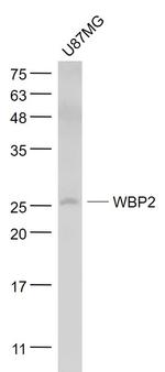 WBP2 Antibody in Western Blot (WB)