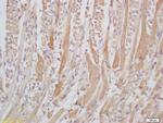 Senataxin/SETX Antibody in Immunohistochemistry (Paraffin) (IHC (P))