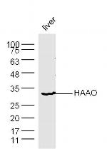 HAAO Antibody in Western Blot (WB)