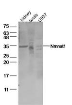 Nmnat1 Antibody in Western Blot (WB)