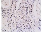 TNFRSF18 Antibody in Immunohistochemistry (Paraffin) (IHC (P))