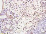 SHBG Antibody in Immunohistochemistry (Paraffin) (IHC (P))