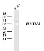 SULT4A1 Antibody in Western Blot (WB)