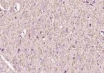 Lingo-1 Antibody in Immunohistochemistry (Paraffin) (IHC (P))