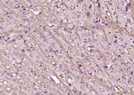 Lingo-1 Antibody in Immunohistochemistry (Paraffin) (IHC (P))