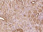 ATBF1 Antibody in Immunohistochemistry (Paraffin) (IHC (P))