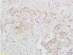 TRAF3 Antibody in Immunohistochemistry (Paraffin) (IHC (P))