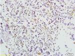 TRAF3 Antibody in Immunohistochemistry (Paraffin) (IHC (P))