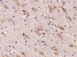 Shootin/KIAA1598 Antibody in Immunohistochemistry (Paraffin) (IHC (P))