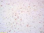 Scavenger receptor class B member 1 Antibody in Immunohistochemistry (Paraffin) (IHC (P))