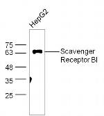 Scavenger receptor class B member 1 Antibody in Western Blot (WB)