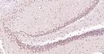 NFIA/NF-1 Antibody in Immunohistochemistry (Paraffin) (IHC (P))