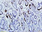 Gastrin Antibody in Immunohistochemistry (Paraffin) (IHC (P))