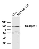 Collagen 2 Antibody in Western Blot (WB)