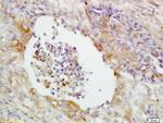 CD14 Antibody in Immunohistochemistry (Paraffin) (IHC (P))