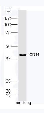 CD14 Antibody in Western Blot (WB)