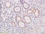 IL-23 Antibody in Immunohistochemistry (Paraffin) (IHC (P))