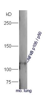 NFkB p105/p50 Antibody in Western Blot (WB)