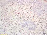 Phosphoserine/threonine/tyrosine Antibody in Immunohistochemistry (Paraffin) (IHC (P))