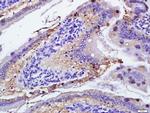 GluA4/Ionotropic Glutamate receptor 4 Antibody in Immunohistochemistry (Paraffin) (IHC (P))